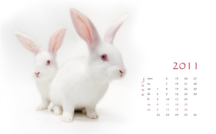 Jahr des Hasen Kalender 2011 Wallpaper (1) #6