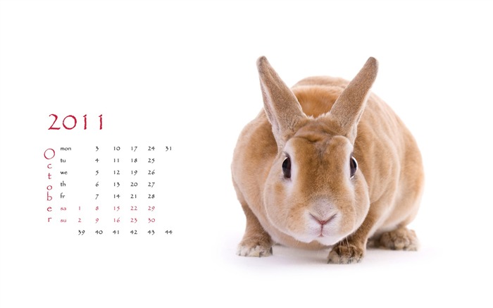 Año del Conejo fondos de escritorio calendario 2011 (1) #10