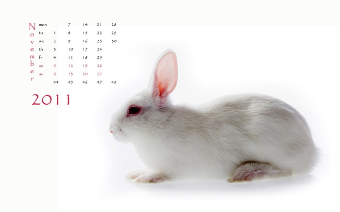 Année du papier peint Rabbit calendrier 2011 (1) #11