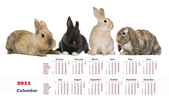 Year of the Rabbit 2011 calendar wallpaper (1) #16