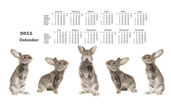 Année du papier peint Rabbit calendrier 2011 (1) #18