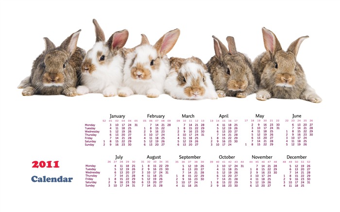 Year of the Rabbit 2011 calendar wallpaper (1) #19