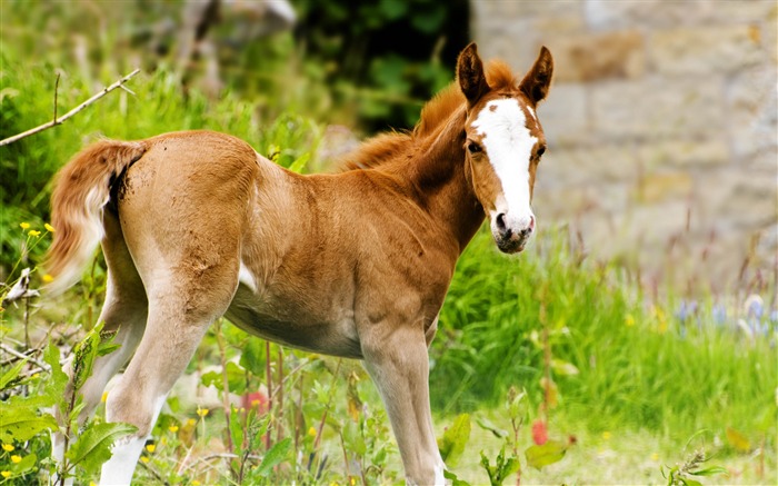 スーパー馬の写真の壁紙 (1) #1