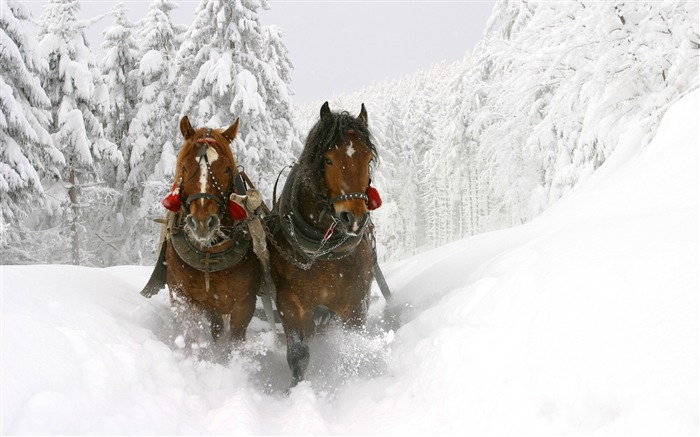 Caballo Super fotografía de fondo (1) #3