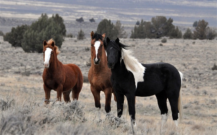 Caballo Super fotografía de fondo (1) #5