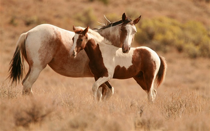 Fond d'écran Super photo cheval (1) #6