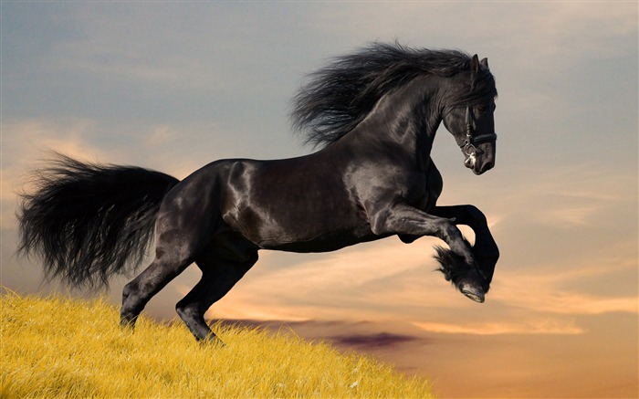 Супер лошадь фото обои (1) #7