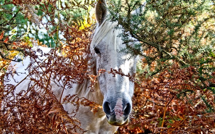 Caballo Super fotografía de fondo (1) #8