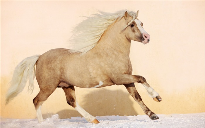 Super horse photo wallpaper (1) #10