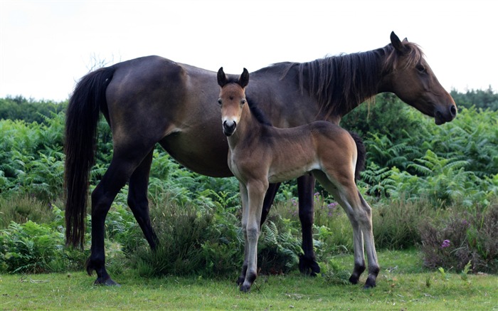 Fond d'écran Super photo cheval (1) #12