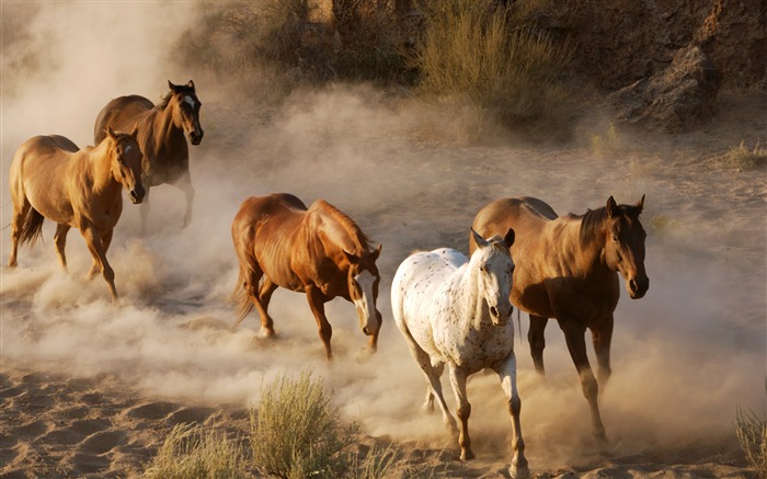 Caballo Super fotografía de fondo (1) #13