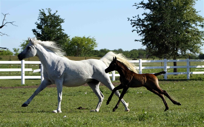 Fond d'écran Super photo cheval (1) #14