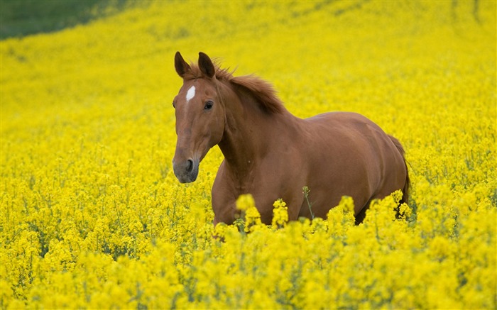 Super horse photo wallpaper (2) #3