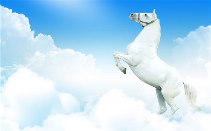 Super horse photo wallpaper (2) #7