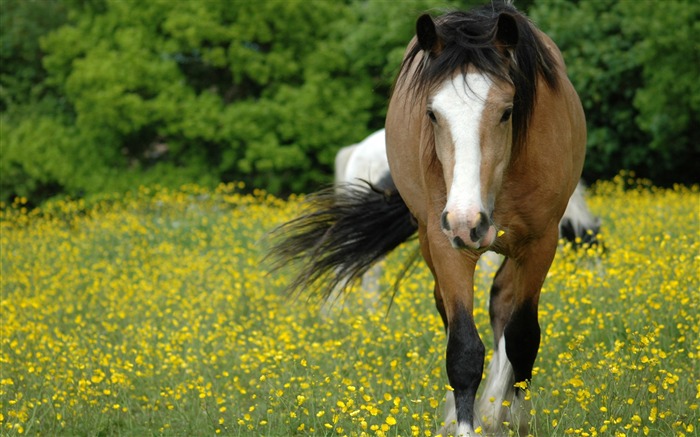 Fond d'écran Super photo cheval (2) #8