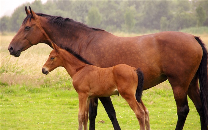 Caballo Super fotografía de fondo (2) #11