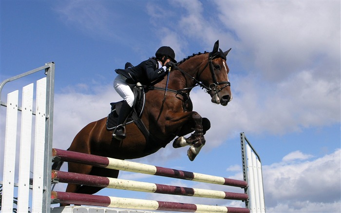 Fond d'écran Super photo cheval (2) #12