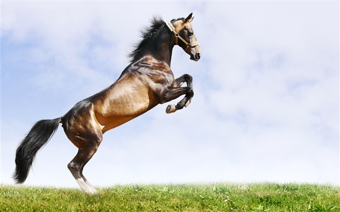 Super horse photo wallpaper (2) #15