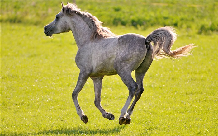 Caballo Super fotografía de fondo (2) #18