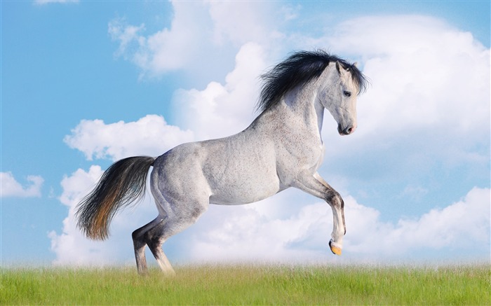 Super horse photo wallpaper (2) #20