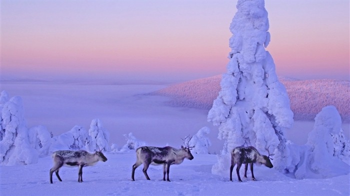 宽屏雪景 壁纸(四)17