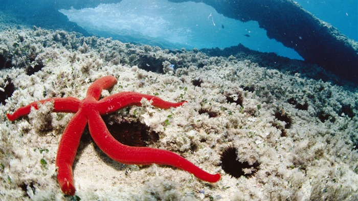 Diversión bajo el agua Mundo (8) #1