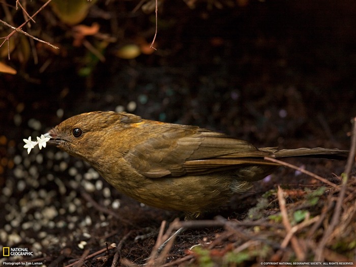 National Geographic zvířecí tapety album (8) #4