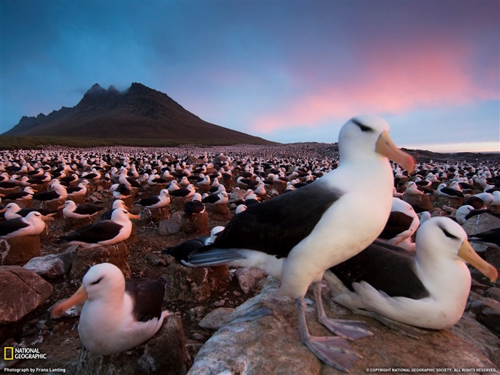 National Geographic zvířecí tapety album (8) #5