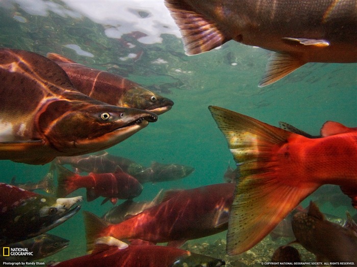 National Geographic album papier peint des animaux (8) #7