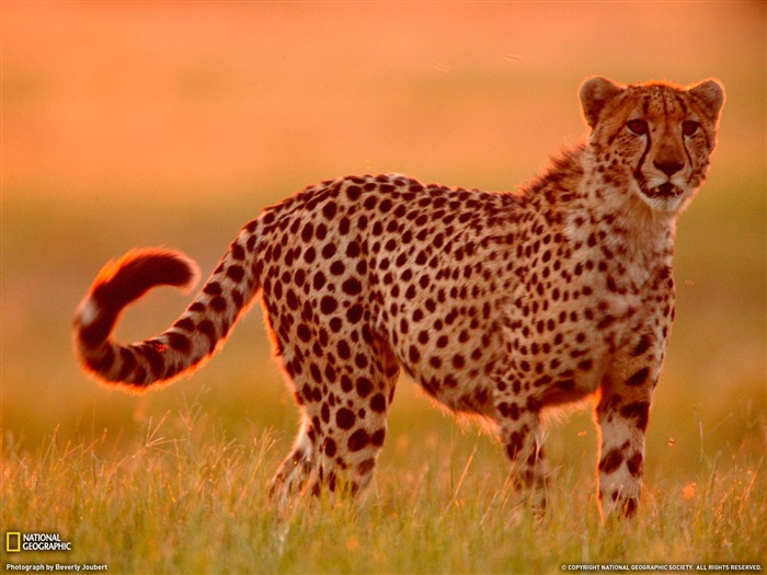 National Geographic animal wallpaper album (8) #8