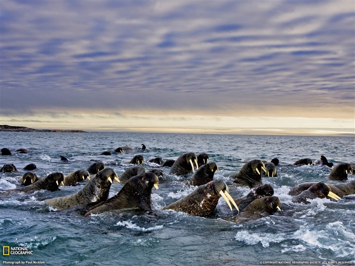 National Geographic album papier peint des animaux (8) #9