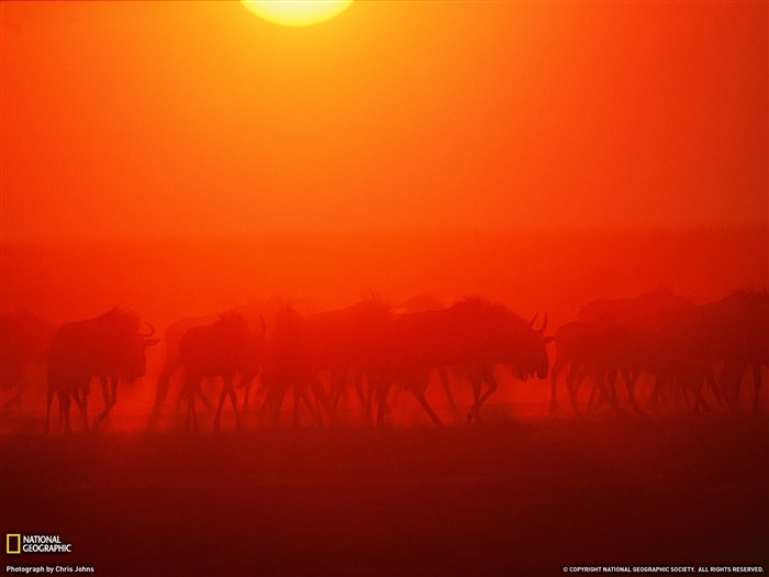 National Geographic zvířecí tapety album (8) #10