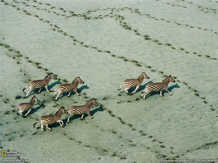 National Geographic album papier peint des animaux (8) #11