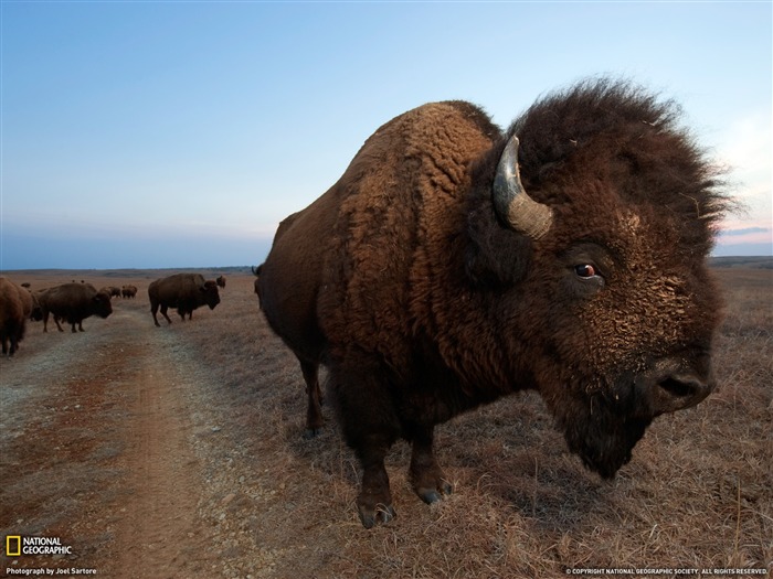 National Geographic zvířecí tapety album (8) #13