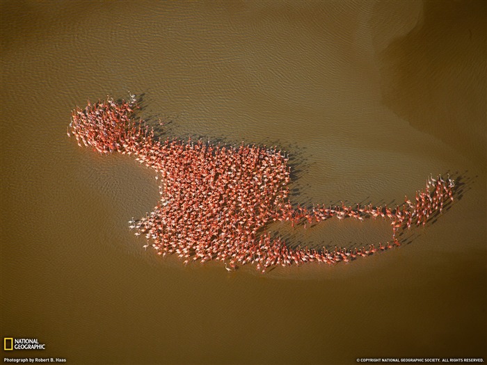 National Geographic zvířecí tapety album (8) #14