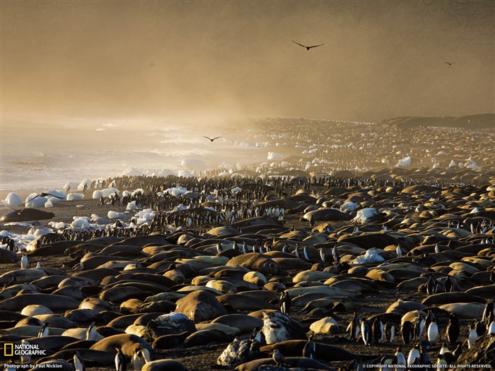 National Geographic album papier peint des animaux (8) #15