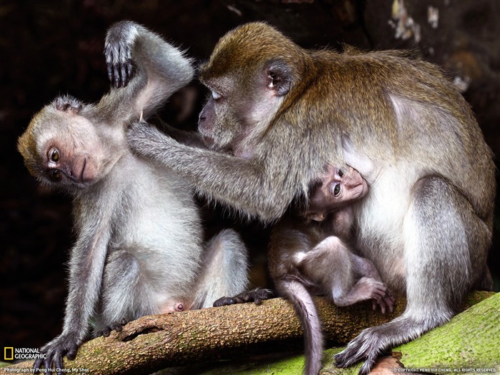 National Geographic album papier peint des animaux (8) #16