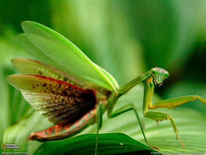 National Geographic zvířecí tapety album (9) #1