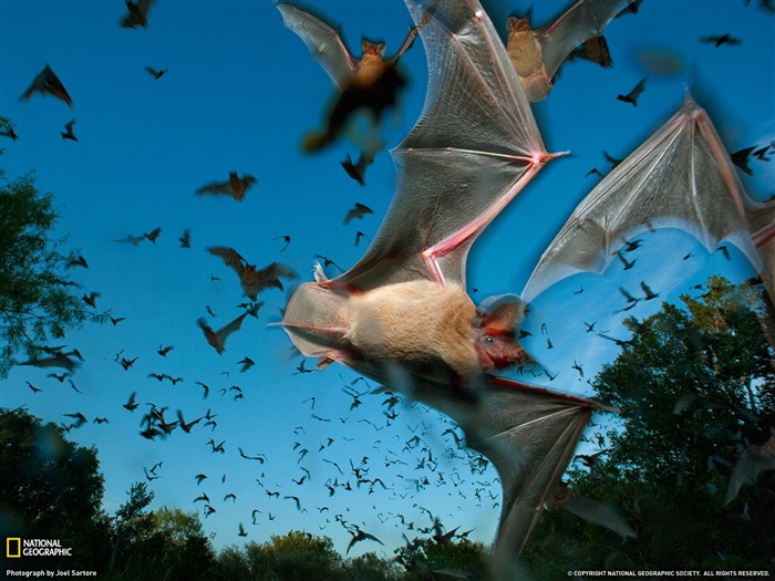 National Geographic album papier peint des animaux (9) #2