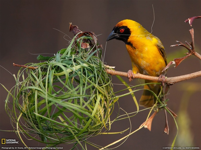 National Geographic zvířecí tapety album (9) #8