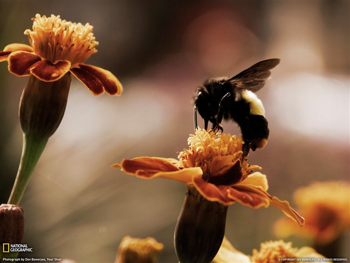 National Geographic album papier peint des animaux (9) #9