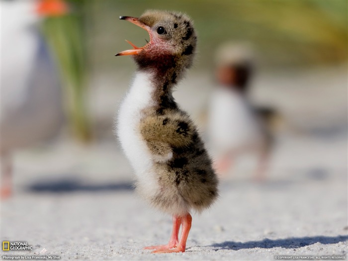 National Geographic zvířecí tapety album (9) #14