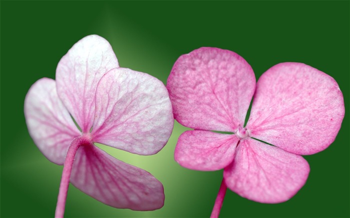 Pairs of flowers and green leaves wallpaper (1) #1
