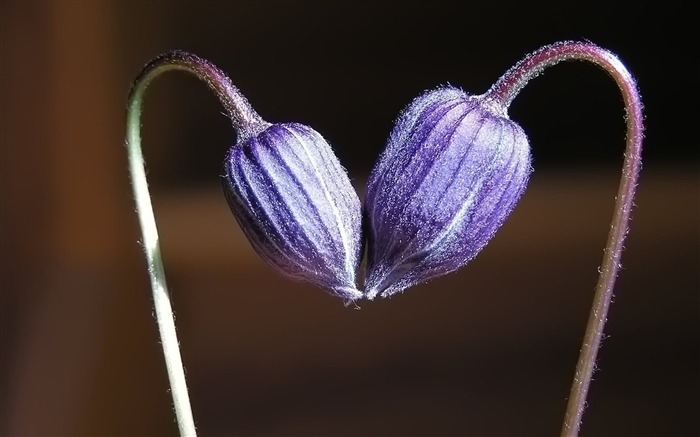 Los pares de flores y fondos de escritorio de hojas verdes (1) #3