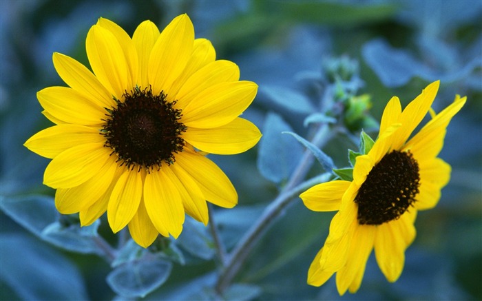 Pairs of flowers and green leaves wallpaper (1) #16