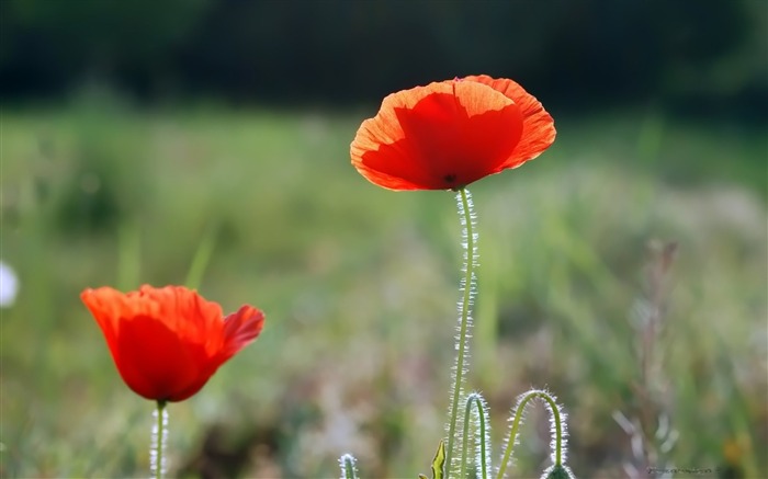 Pairs of flowers and green leaves wallpaper (2) #3