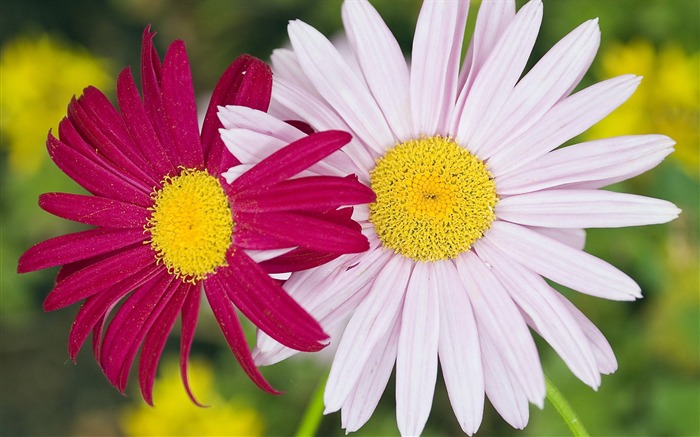 Paires de fleurs et de feuilles de papier peint vert (2) #6