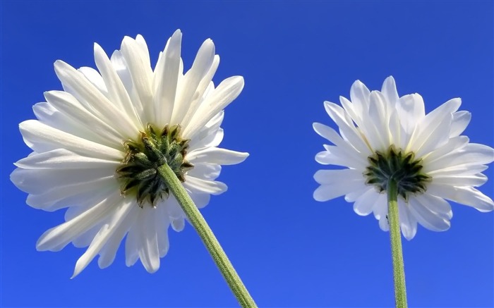 Pairs of flowers and green leaves wallpaper (2) #12