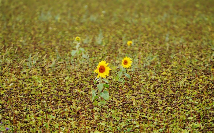 Pairs of flowers and green leaves wallpaper (2) #16