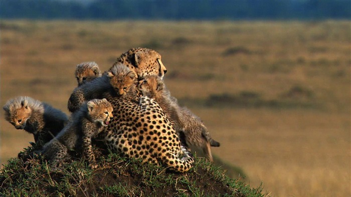 África Gatos: Reino de valor fondos de pantalla #7